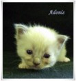 /album/adonis/adonis-3-hetes-01-jpg/